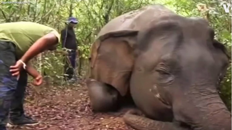VIDEO U Šri Lanci nađeno sedam mrtvih slonova, izgleda da su otrovani